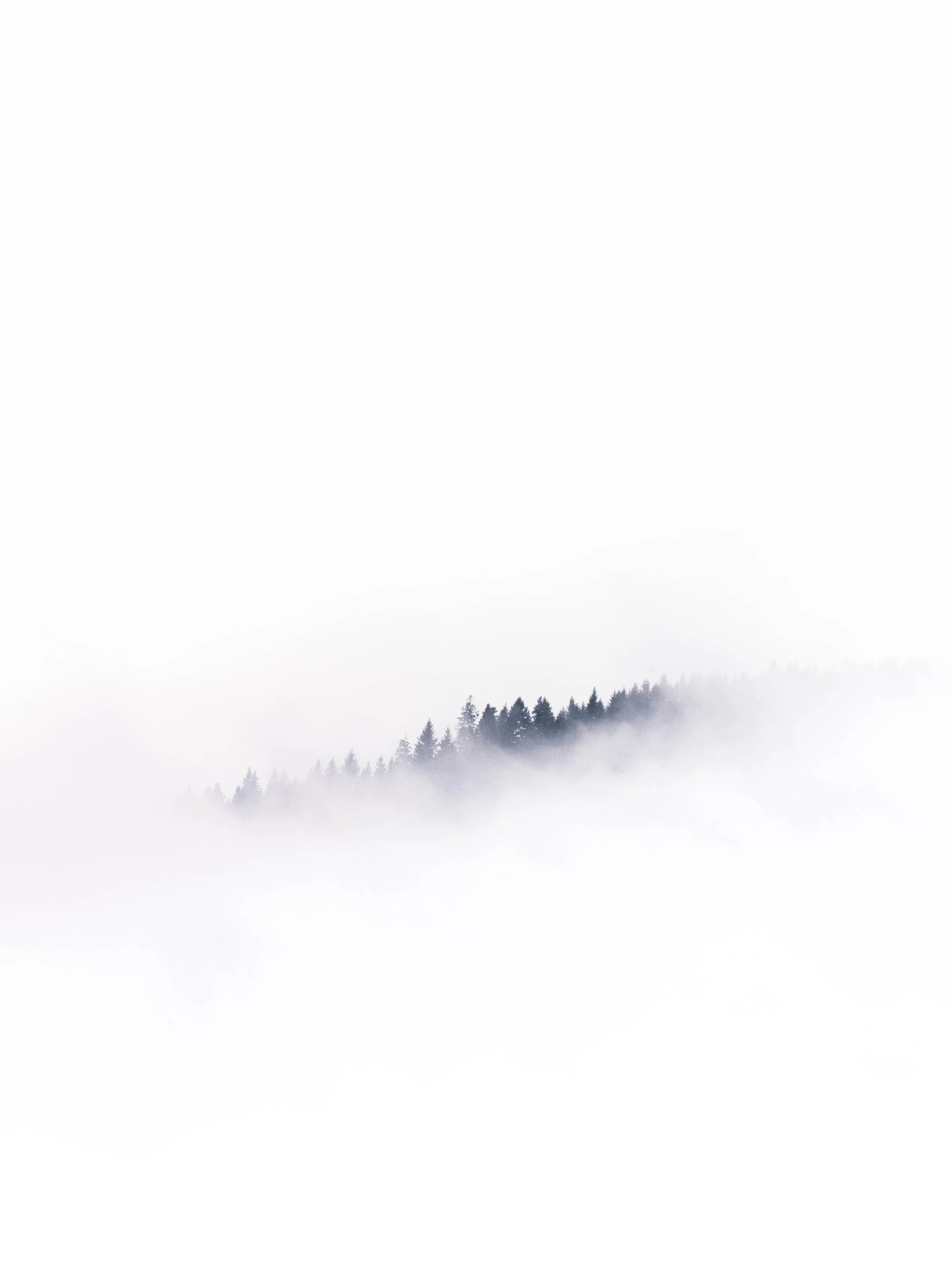 A dense forest shrouded in a thick mist, with tall trees emerging from the fog like ghostly sentinels.